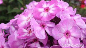 Флокс Пикси Миракл Грейс ( Pixie Miracle Grace ) в моем саду