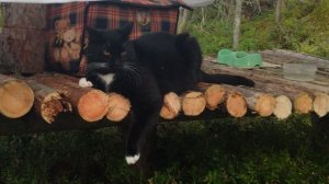 Знакомство с Карелией. Марс атакует. Часть 8