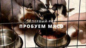 Первый мясной прикорм для щенков китайской хохлатой
