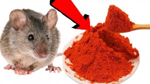 Как избавиться от мышей и крыс навсегда За 1 минуту...!!!...