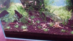 Продолжаем наблюдать за ростом эриокаулонов из семян