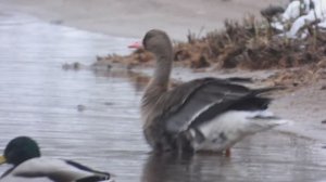 Гусь Белолобый и Свиязь вместе с Кряквой в Великом Новгороде, наблюдение птиц 22 ноября 2025
