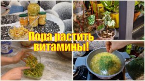 Квашеная капуста с тмином и кислые щи. Первые посевы в ноябре.  Цветочное прибавление!