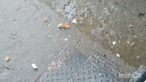 жалко было голубя.