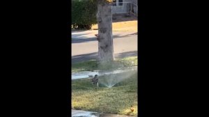 Пак 044 (приколы, мемы, смешные видео)