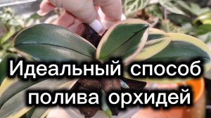 КОРНИ, ЛИСТЬЯ И ЦВЕТОНОСЫ У ОРХИДЕЙ растут как на дрожжах от такого способа полива 🔥