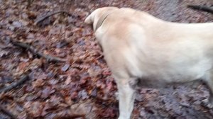 На прогулке. лабрадор Рэм, 10 лет.