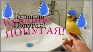 Купание Волнистого ПОПУГАЯ! Как купается попугай? Купание попугая в раковине