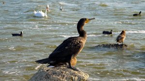 Дикие выходные с Павлом Глазковым. Природный заказник «Выборгский»