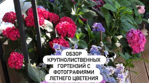 Осенний обзор крупнолиственных гортензий с фотографиями летнего цветения