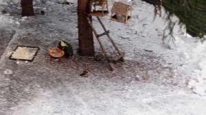 субботний вольный зоопарк