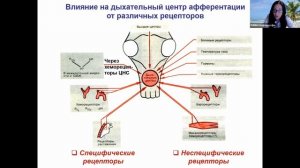 Лекция 12. Нормальная физиология для ИКМ и ИМД. Дыхание. Часть 2. Шишелова А.Ю.