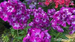 Крупноцветковый флокс Кураж, селекции О.К. Кудрявцевой