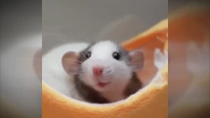 #смешныевидео -263