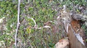 Сбор брусники