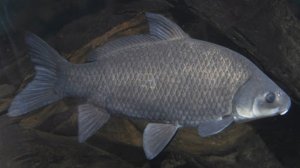 РР4 Ахтуба (2 сезон, 2 серия)