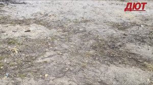 Авиагородок,роща СТОБЕРЁЗОК.