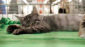 Пропавшего кота нашли спустя 10 лет активных поисков благодаря чипу