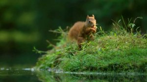 Эдуард Артемьев. Тема из фильма Раба любви