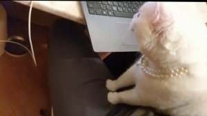 Милка наминает хозяина и контролит ноут