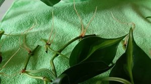 Филадендрон Бразил уход, размножение