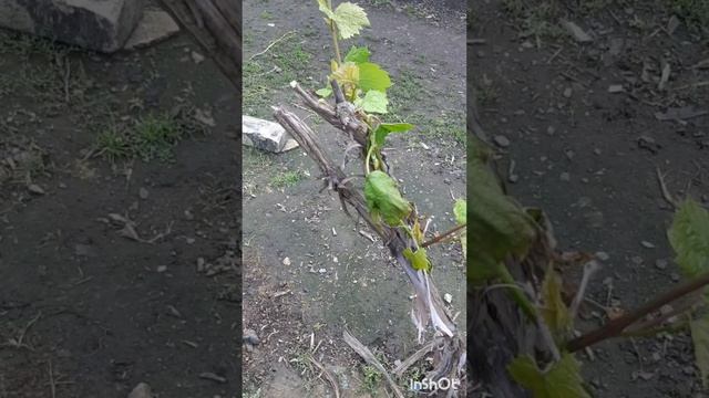 Дом и двор.Сборник интересных моментов на эту тему.Фильм5.Серия3.mp4