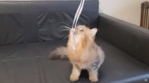 Лучший в классе молодых - конкурс 31-й выставки кошек PCA 22 ноября 2025г