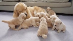 Папаша-золотистый ретривер впервые встречает своих 8 очаровательных щенков - 2025 год