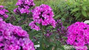 Необычный флокс Квазимодо