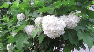 Почему стоит подумать, прежде чем выращивать калину Бульденеж