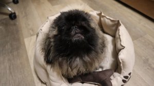 У Пекинеса Дендика новая лежанка