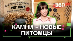 Булыжники — новый домашний питомец. Откуда пошел этот тренд? Ягода