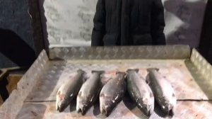 улов форели