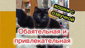 Кошки с озвучкой.