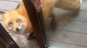 Лиса-Алиса. Лиса пришла за вкусненьким