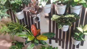 Новая цветочная зона. Обзор растений.