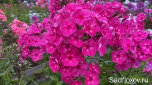 Роскошный флокс Автограф, селекции Г.А. Морозовой