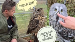 У совы неясыти Кофи мебеля с квартиры выносят! А сову филина Ёлку Егором стрессируют