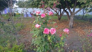 19.11.2025г.  Вот такая у меня не Убиваемая 🌹🌹🌹РОЗА!!!👍👍👍🙂