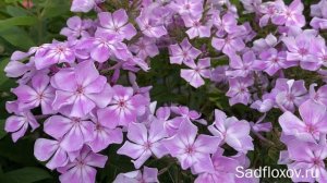 Крупный флокс Буржуа, моей селекции
