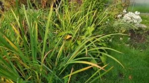 18- Дача.. Осень на носу -мыши оборзели😅