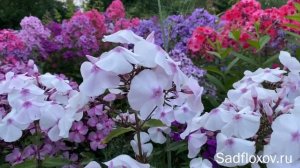 Нежно-розовый флокс Зимняя Сказка, селекции В.И. Егоровой