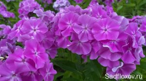 Флокс Кокетка селекции В.Г.  Борисовой