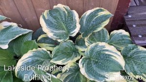 Обзор моих лучших хост с вафельными листьями