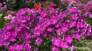 Флокс Княгиня Юсупова моей селекции, днем, вечером и после дождя