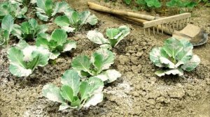 Чем заменить древесную золу на дачном участке?