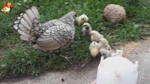 Куры Сибрайт и цыплята 🐤 Декоративные курочки с окаймленными перышками 🤗