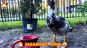 Забавные утки мускусные и пекинские на свободном выгуле со своими друзьями ч.(292) ❣️🤗😂