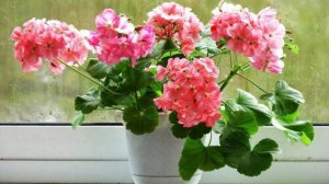 ШОК! Герань выпустит 100 цветоносов, если полить её этим...