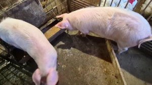 Кто сильно мнительный прошу не Включать это видео